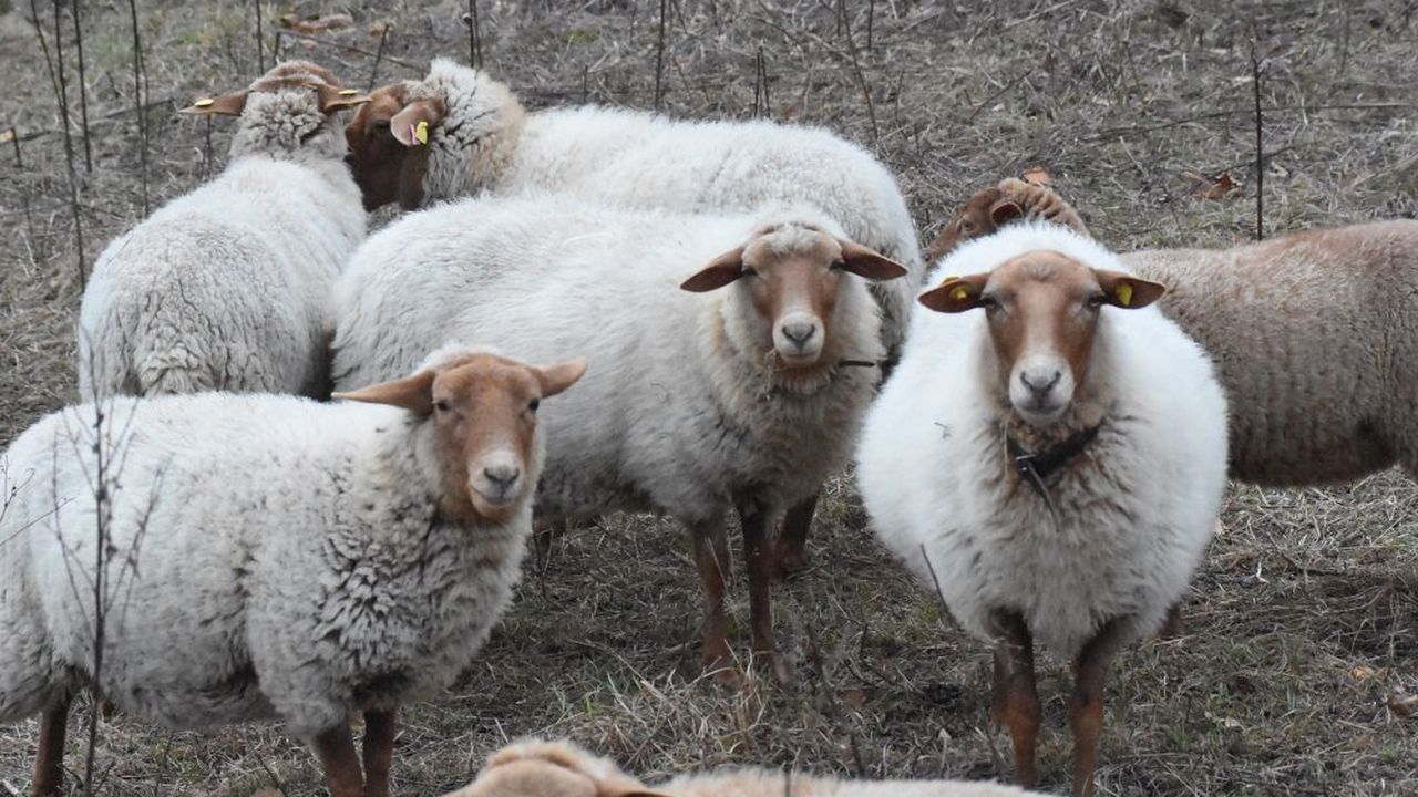 Kleine Coburger Herde Kleine Coburger Herde